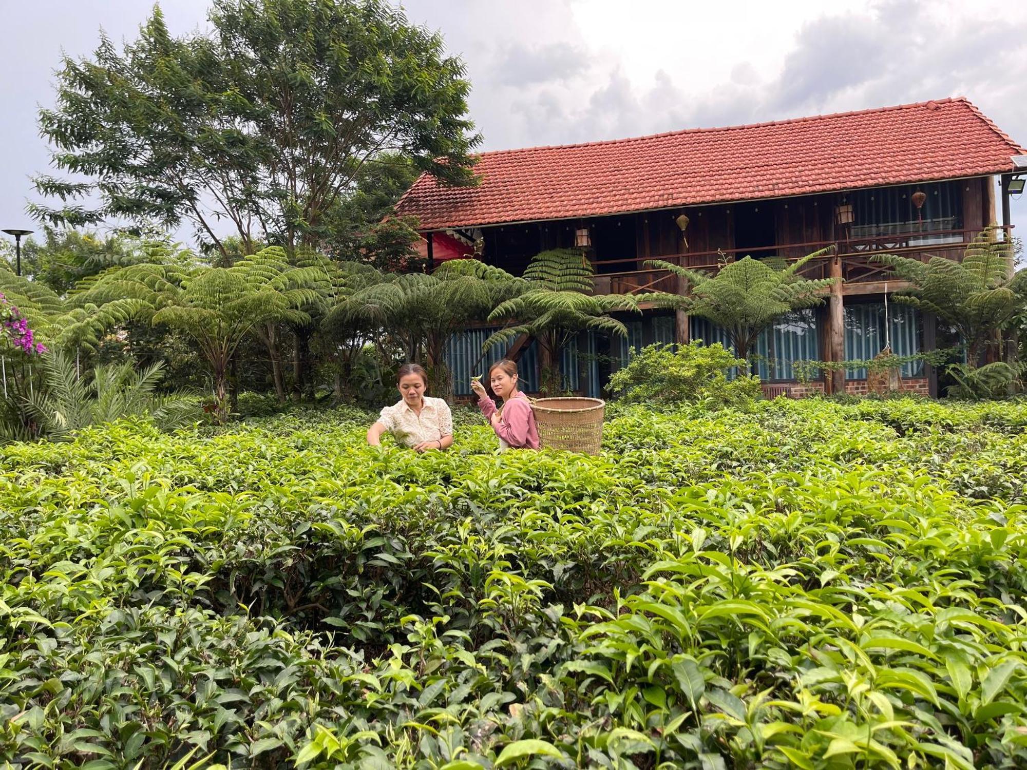 Villa Tea Garden House à Bảo Lộc Extérieur photo