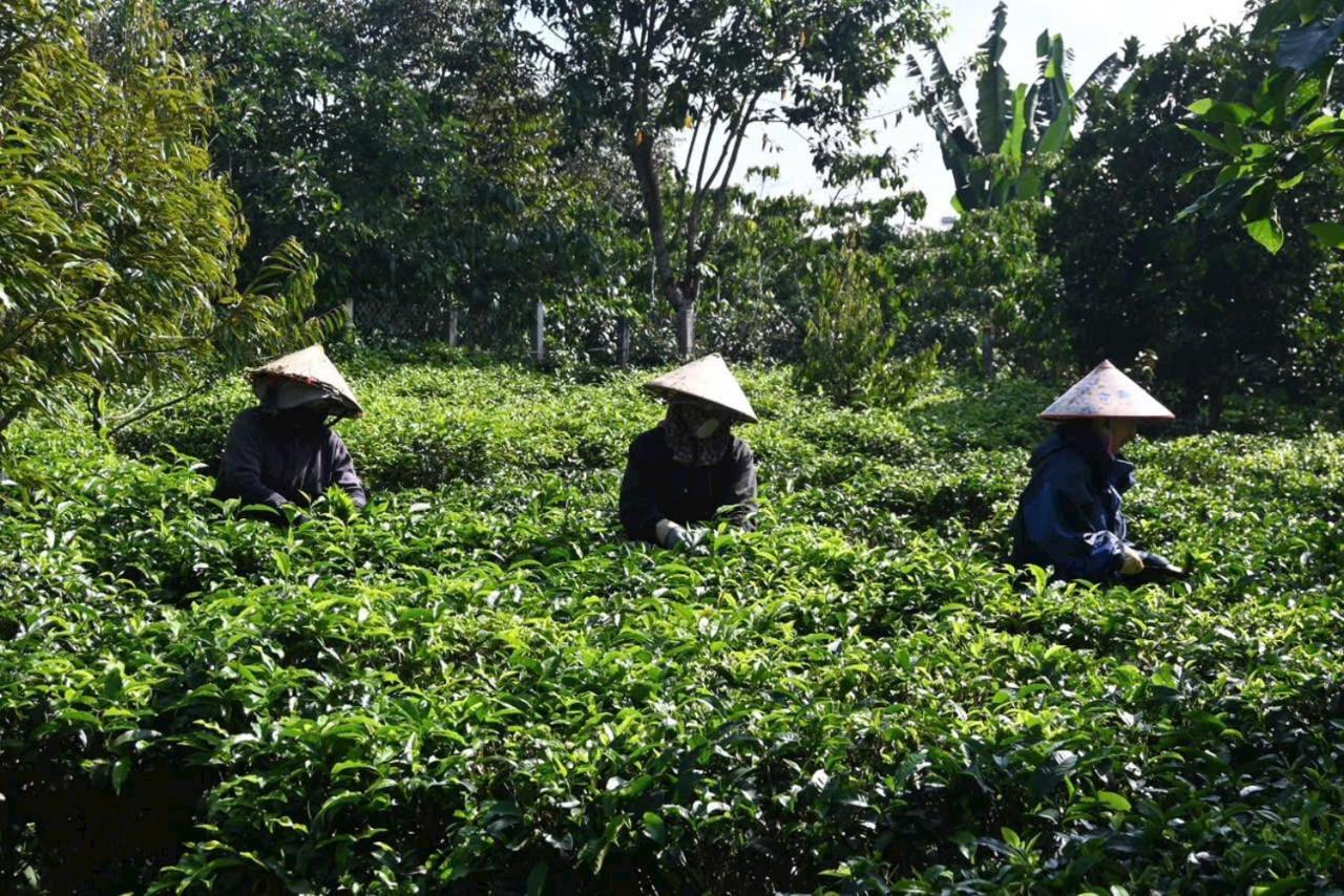 Villa Tea Garden House à Bảo Lộc Extérieur photo