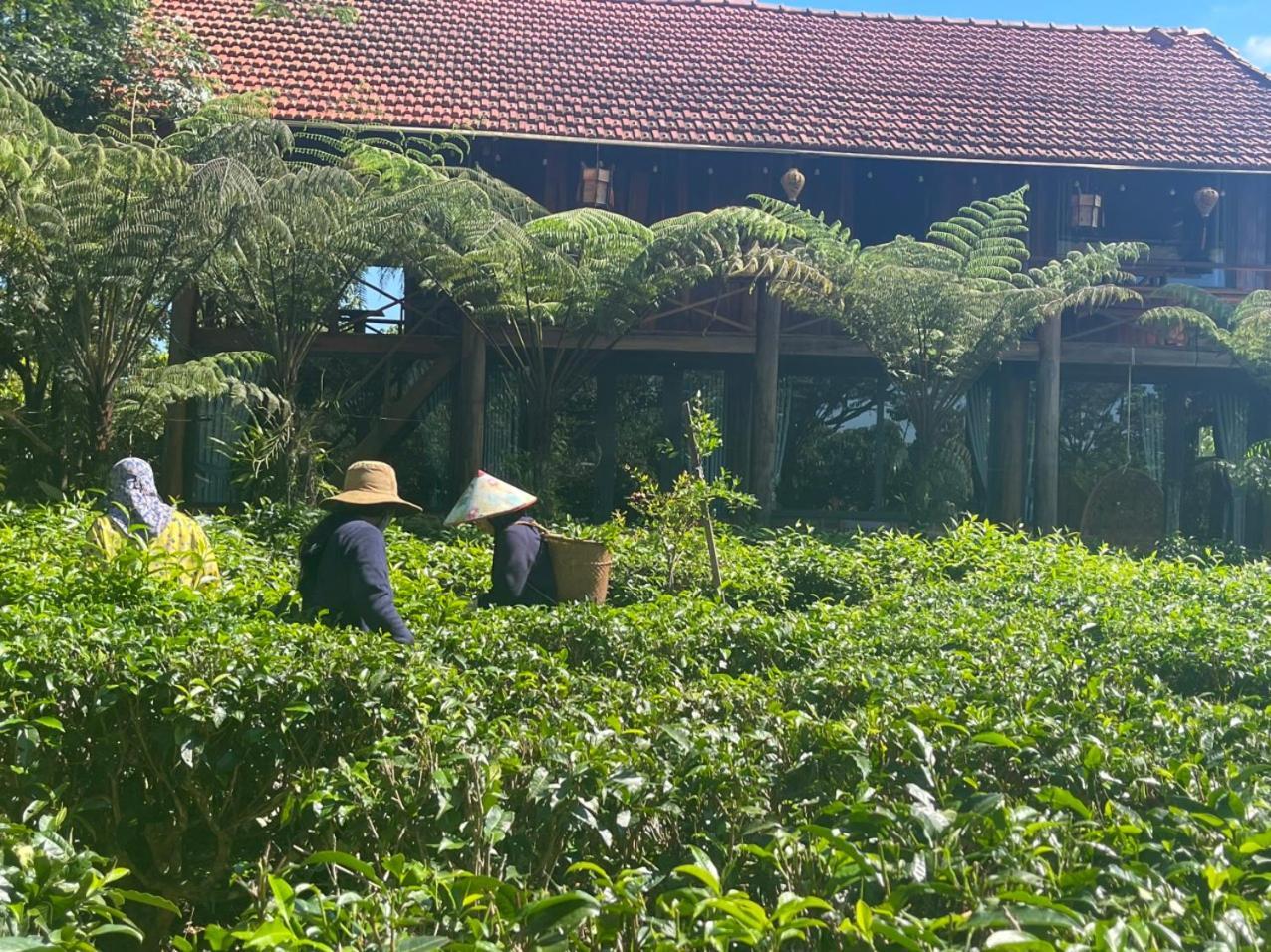 Villa Tea Garden House à Bảo Lộc Extérieur photo